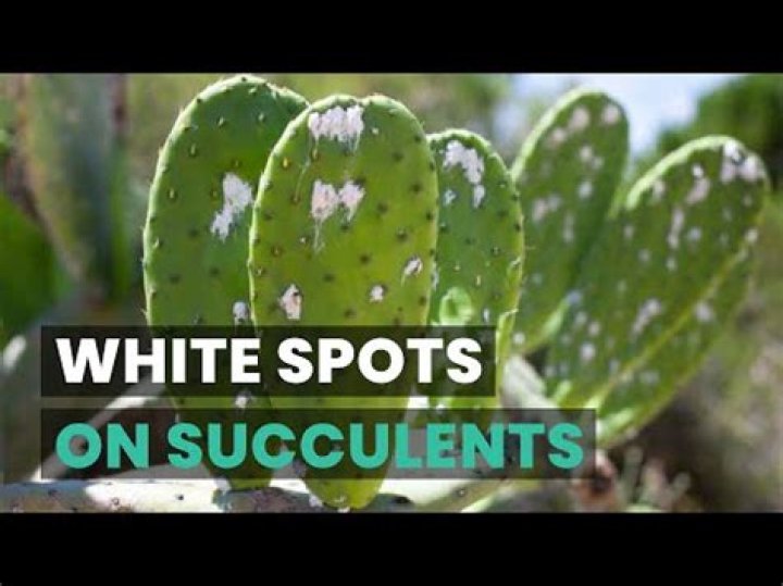 How do you get rid of white stuff on succulents?
