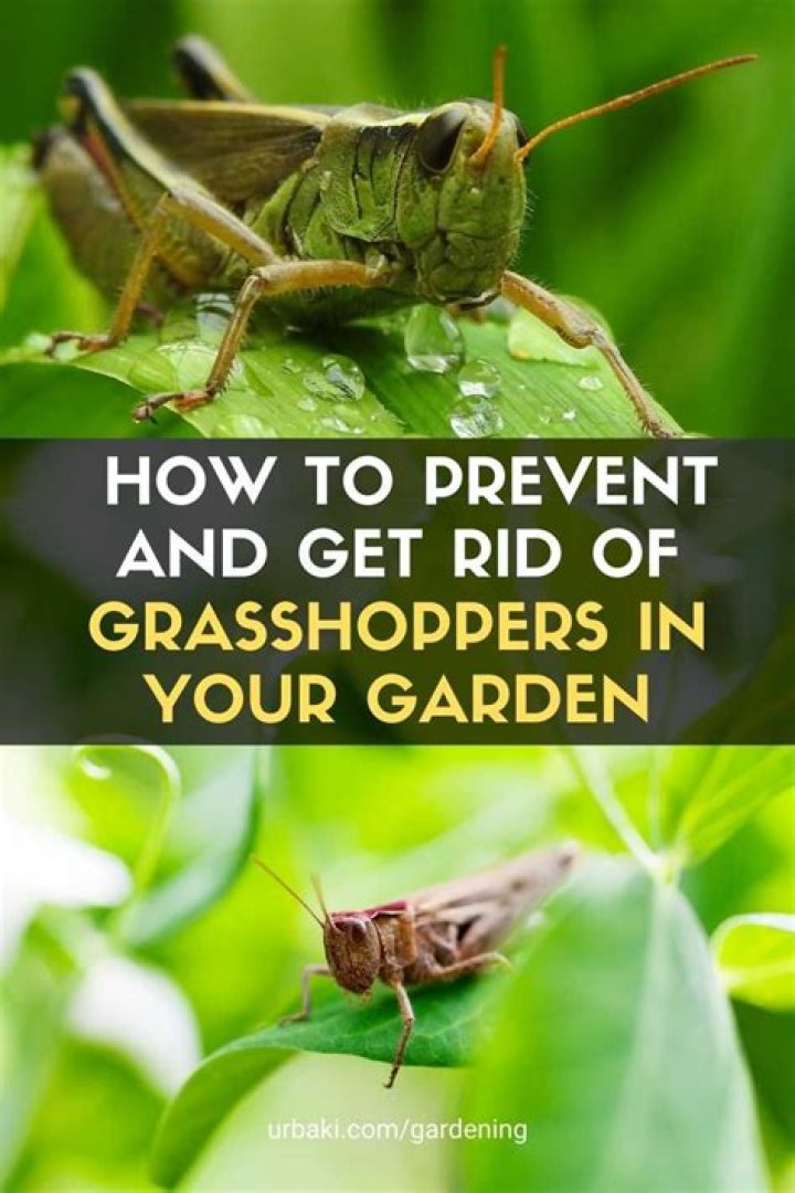 How do you get rid of yellow grasshoppers?