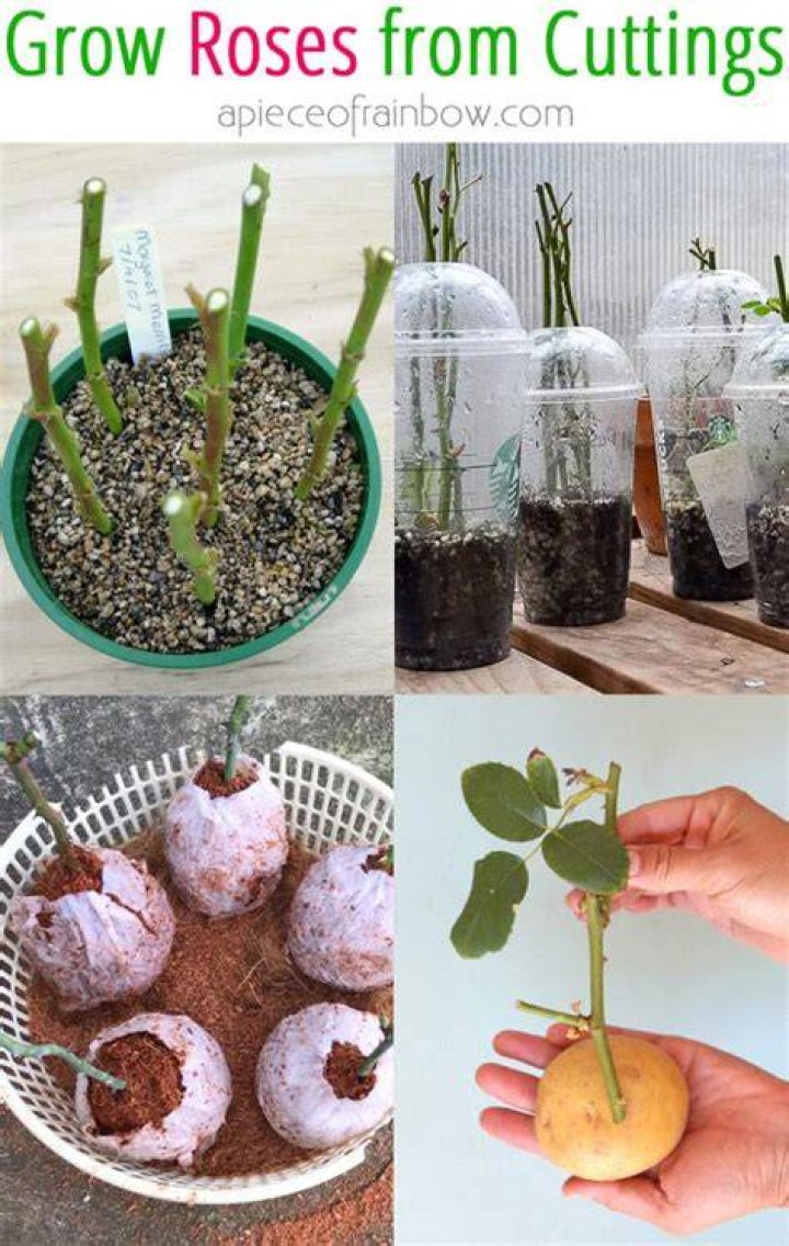 How do you grow roses from cuttings?