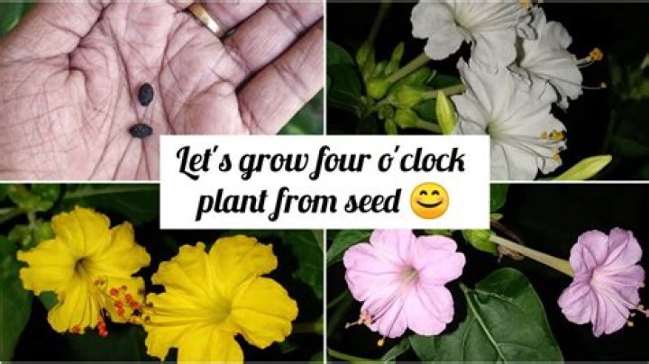 How do you harvest 4 o’clock seeds?