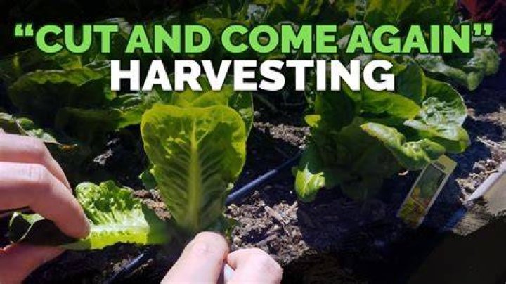 How do you harvest leaf lettuce so it keeps growing?