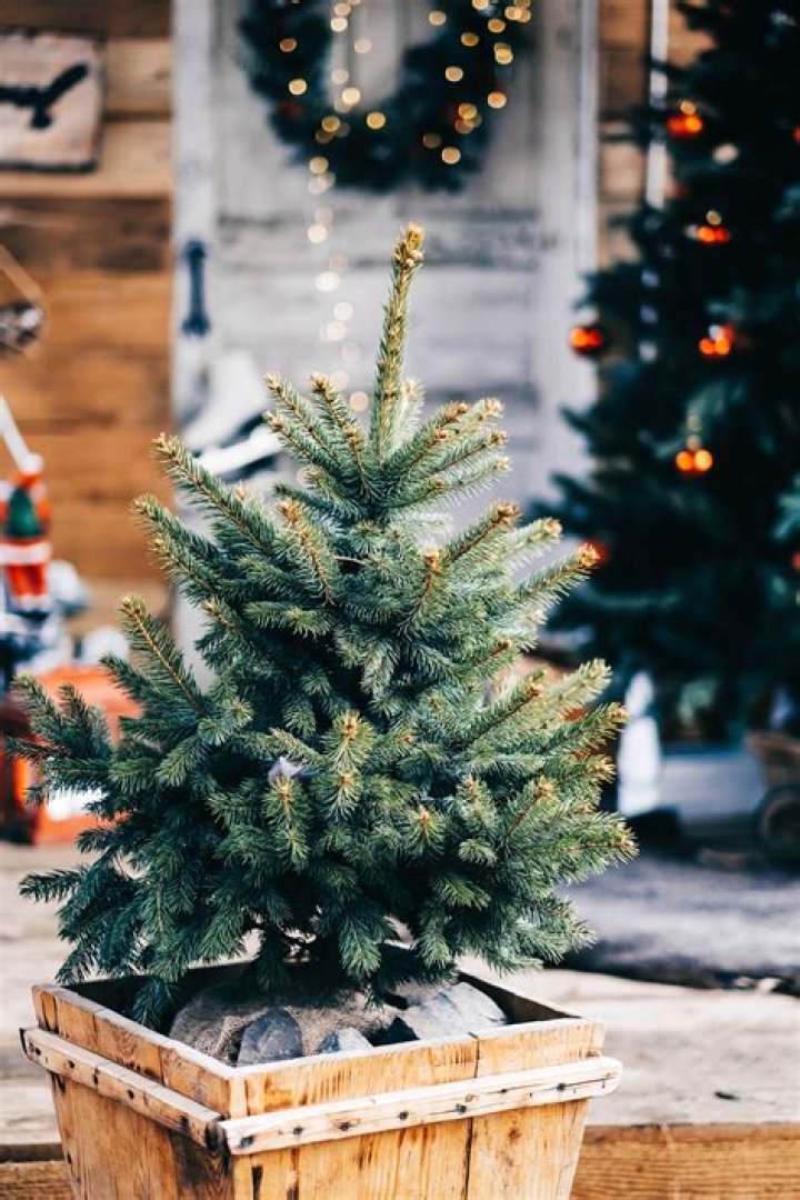 How do you keep a potted Christmas tree alive all year?