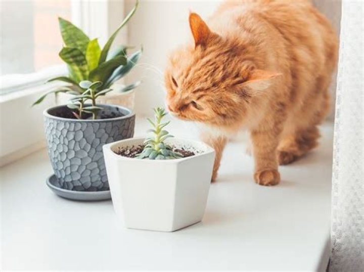 How do you keep cats from killing plants?