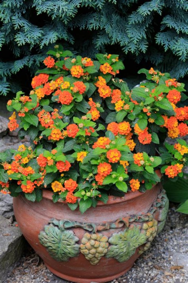 How do you keep lantana blooming all summer?
