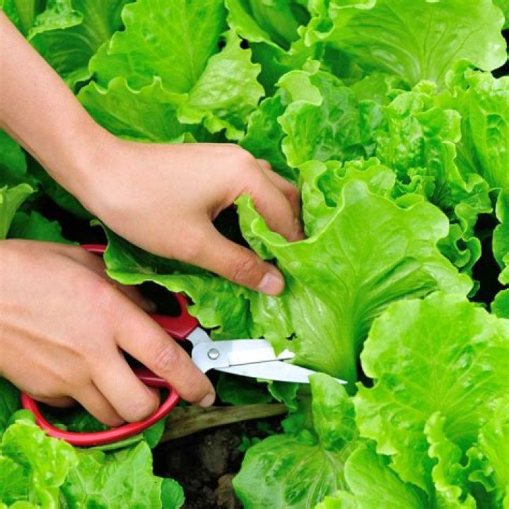 How do you keep lettuce fresh after cutting the garden?
