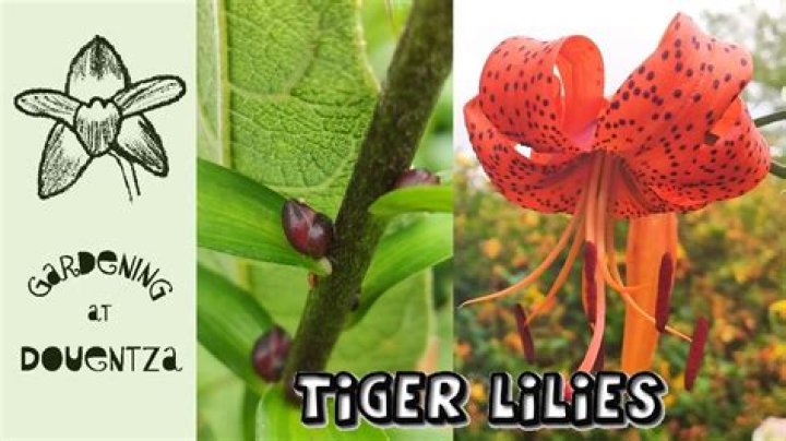 How do you keep tiger lilies from spreading?