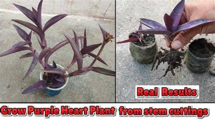 How do you kill a purple heart plant?