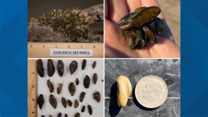 How do you know if a mussel is bad?