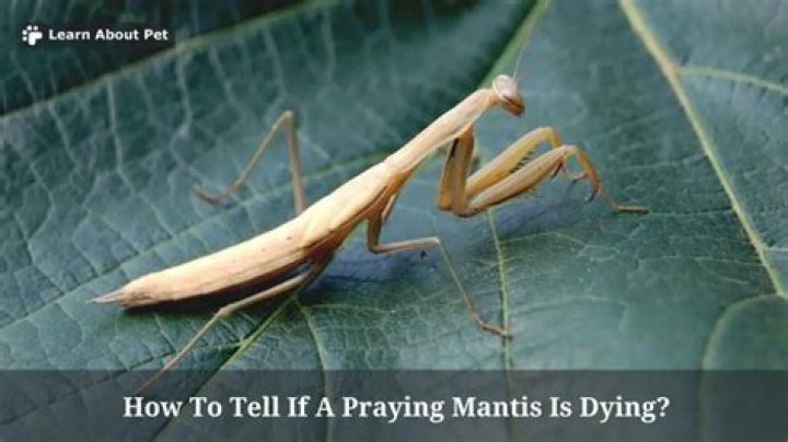 How do you know if a praying mantis is dying?