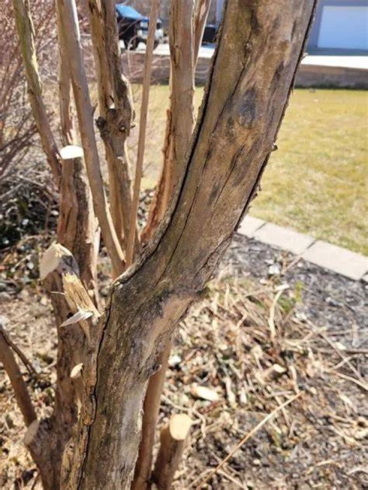How do you know when a crepe myrtle is dying?