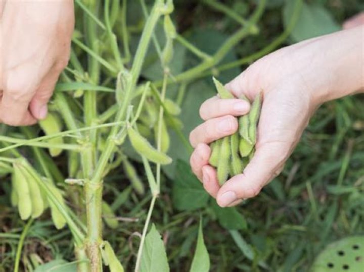How do you know when soybeans are ready to pick?