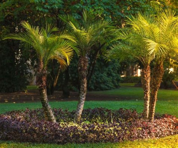 How do you light a palm tree?