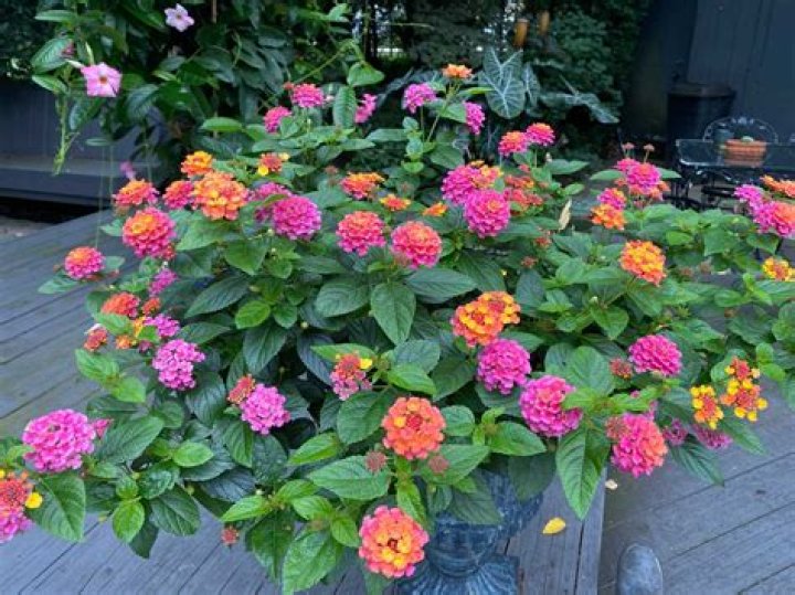 How do you maintain Lantana?