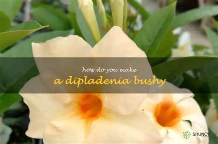 How do you make a Dipladenia bushy?