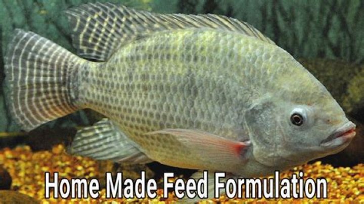 How do you make tilapia feed?