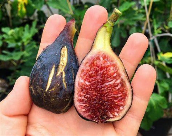 How do you pick figs at the grocery store?