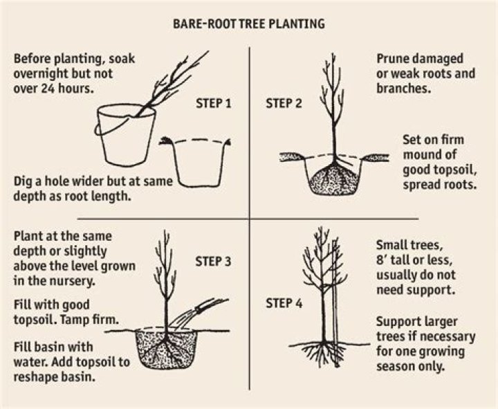 How do you plant a bare root Ocotillo?