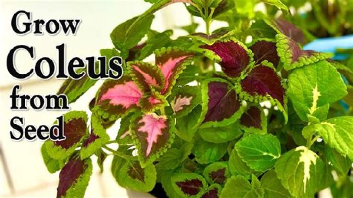 How do you plant coleus seeds?