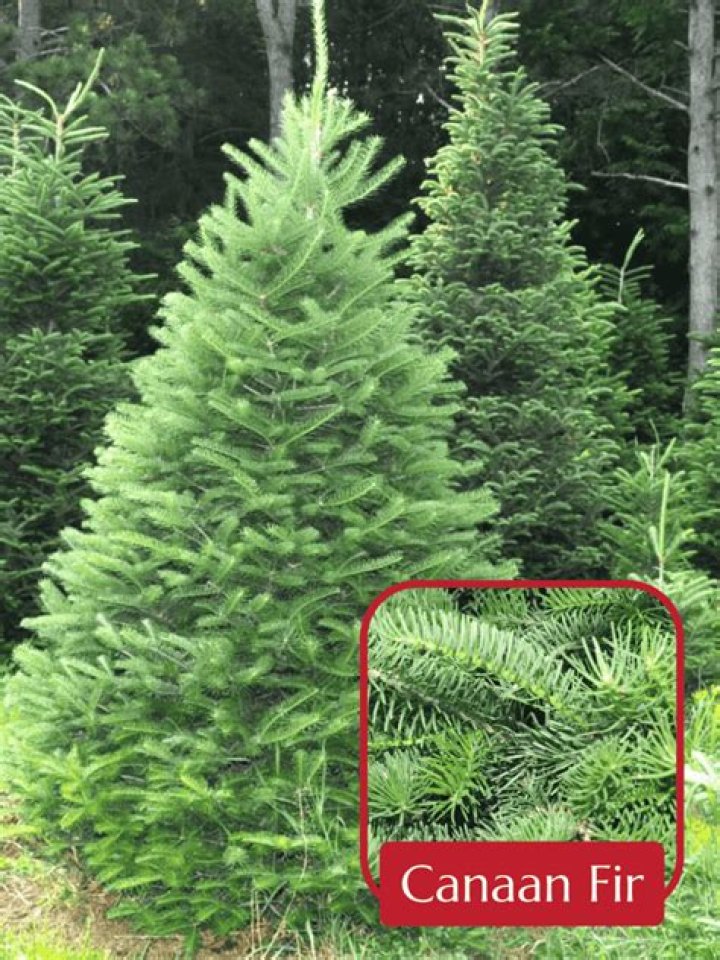 How do you pronounce Canaan tree?