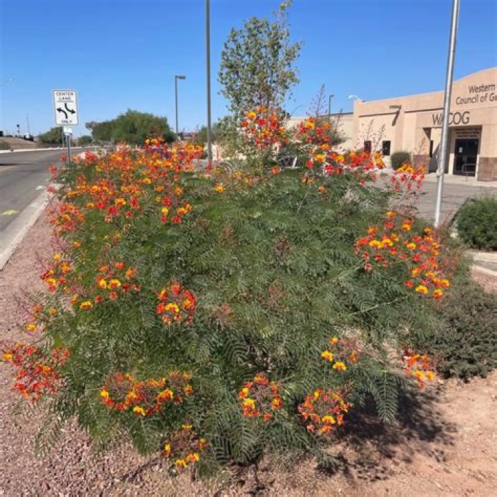 How do you prune a pride of Barbados plant?