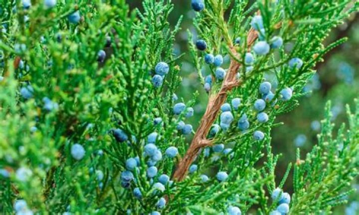 How do you save a cedar tree?