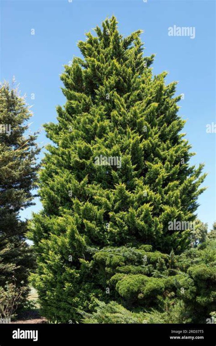 How do you save a dying Leyland cypress tree?