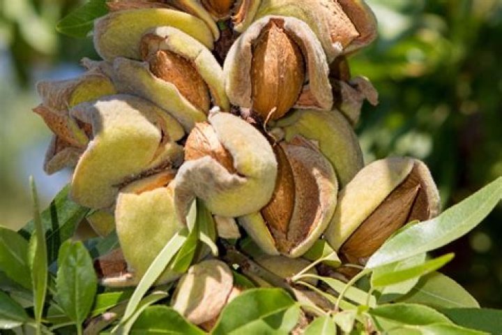 How do you say almond in USA?
