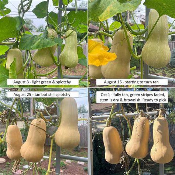 How do you soften Butternut?