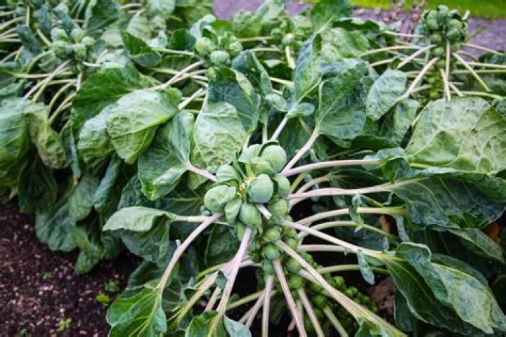 How do you store brussel sprout leaves?