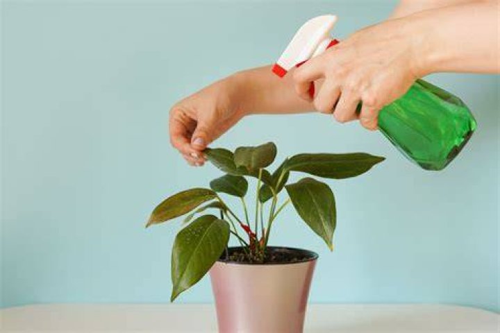 How do you take care of a butt plant?