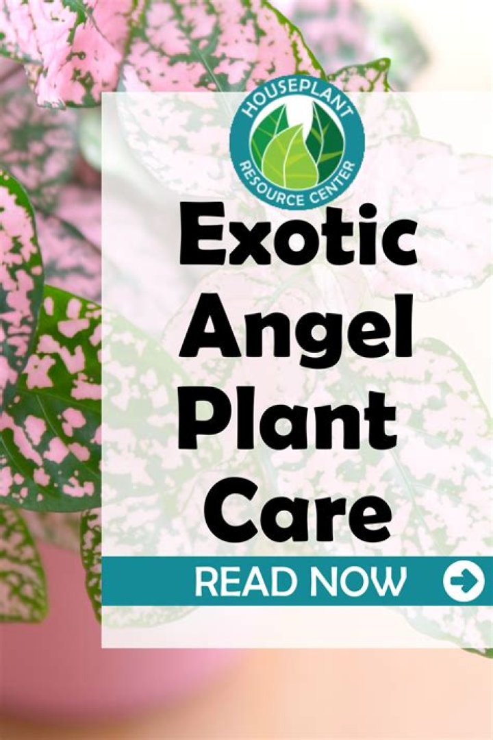 How do you take care of an exotic angel plant?
