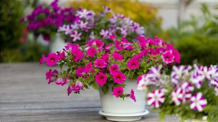 How do you take care of petunias in hot weather?