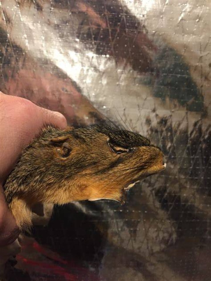 How do you tan a squirrel hide with salt?