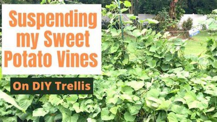 How do you Trellis sweet potato vines?