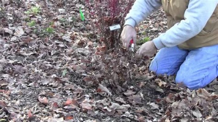 How do you trim spirea bushes for the winter?