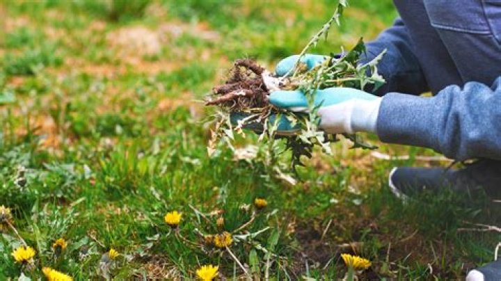 How do you use fines herbes?