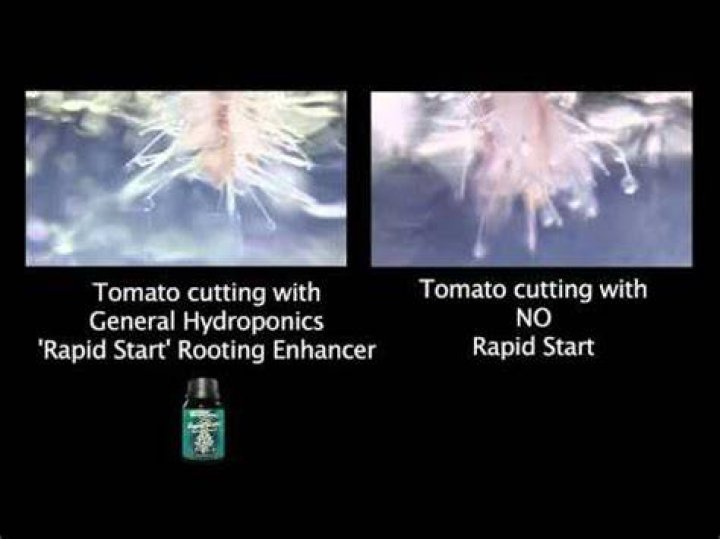 How do you use rapid start on seedlings?