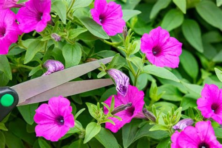 How do you winterize Mexican petunias?