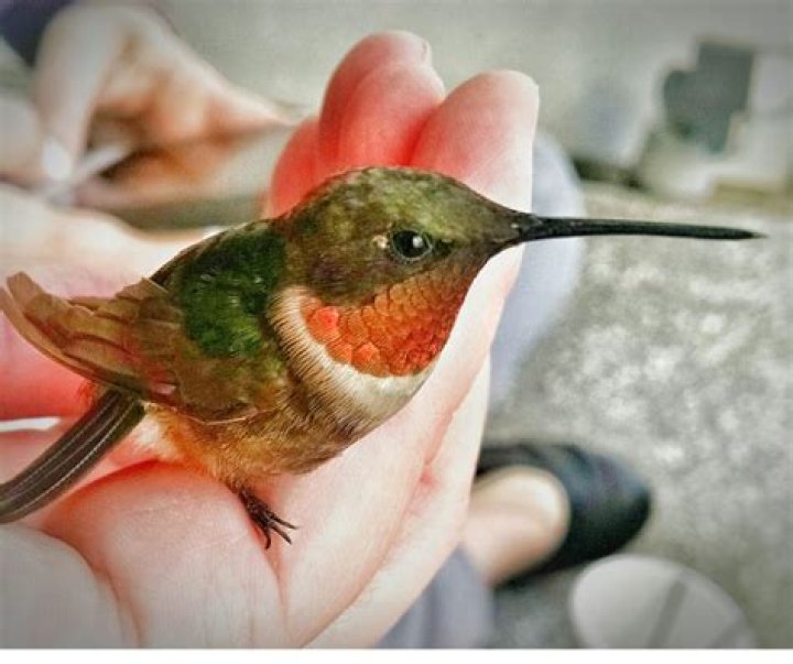 How does a hummingbird die?