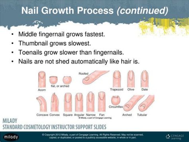 How does a new fingernail grow back?