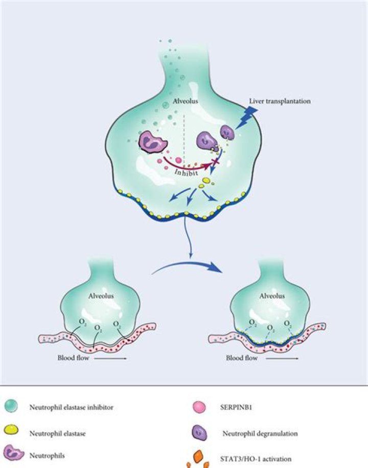 How does neutrophil elastase cause emphysema?
