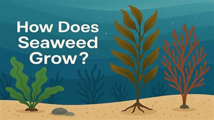 How does seaweed survive in water?