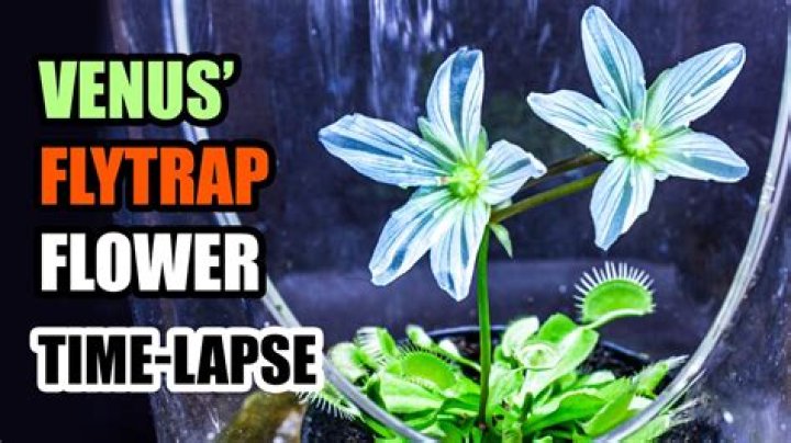 How expensive are Venus flytraps?