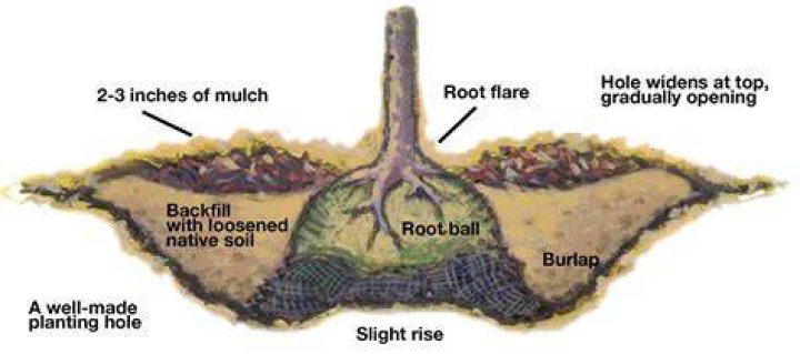 How far do Bush roots spread?