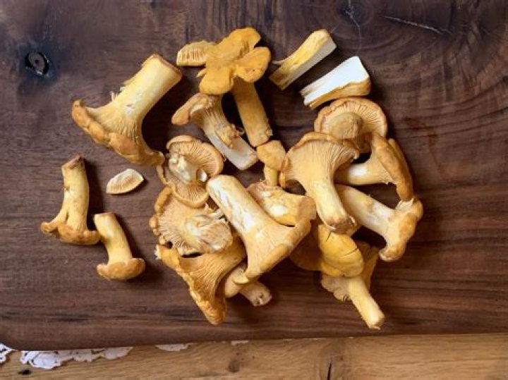 How fast do Chanterelles grow?