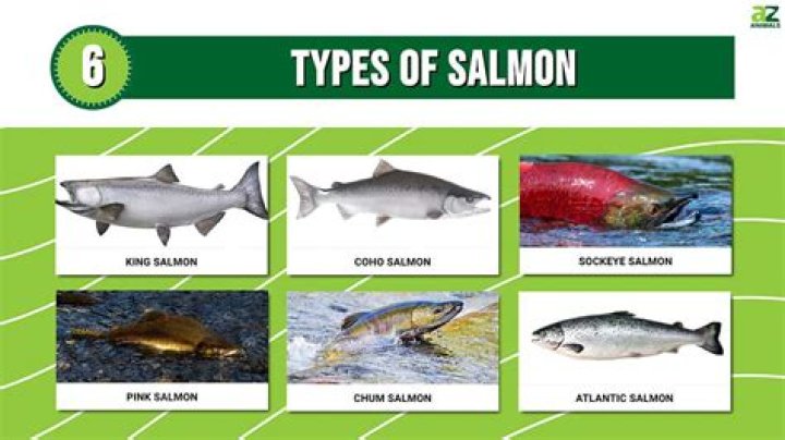 How is salmon pronounced in the South?