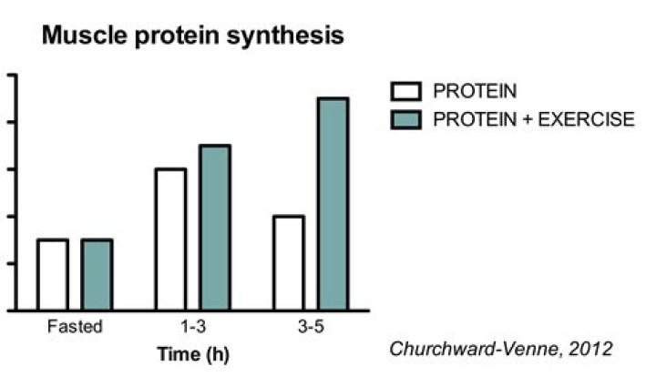 How long after a workout does protein synthesis last?