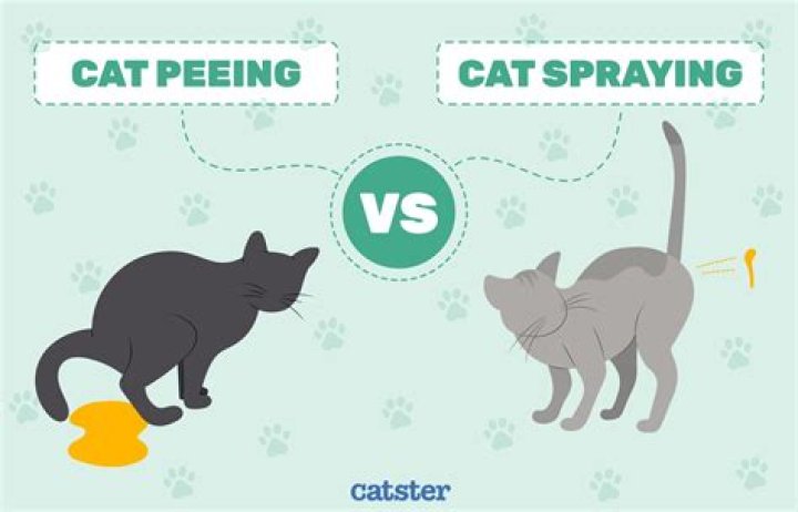 How long after spraying for bugs is it safe for dogs?