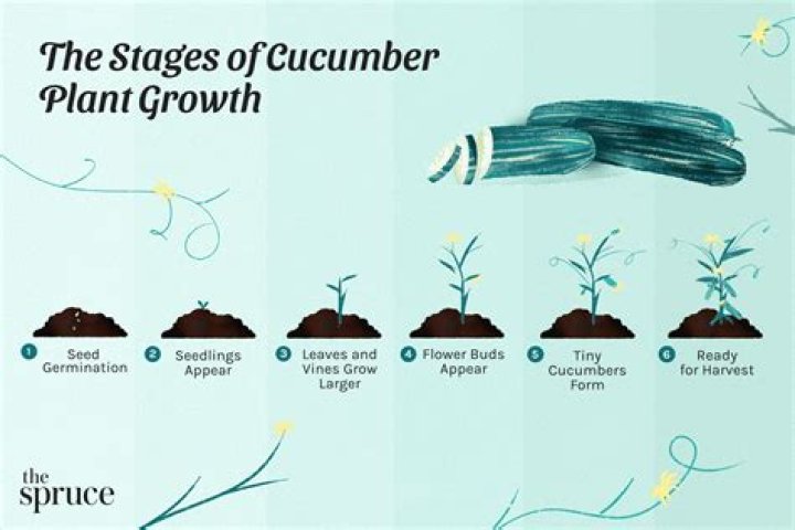 How long can I keep cucumbers in my water?