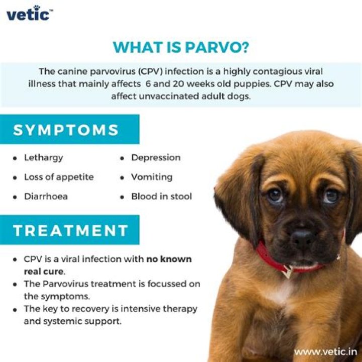 How long can parvo live on surfaces?